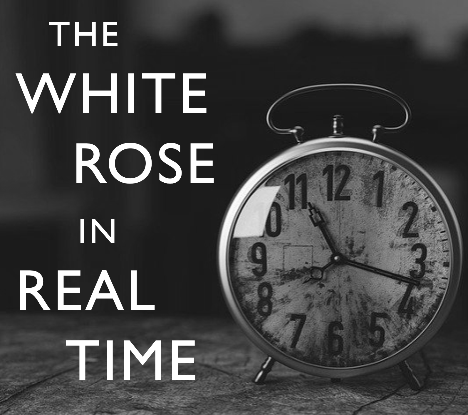 white-rose-in-real-time-2023-white-rose-project